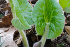 Small--Wild-Ginger-plant