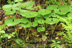 Wild-Ginger-Plant-growing-wild