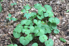 Wild-Ginger-plants