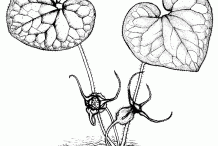 Sketch of Wild Ginger