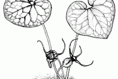 Sketch of Wild Ginger