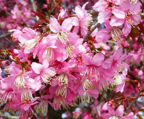 Flowering-bunch-of-Wild-Himalayan-cherry