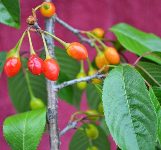 Mature-fruits-of-Wild-Himalayan-cherry