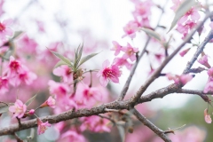 Branch-of-Wild-Himalayan-cherry
