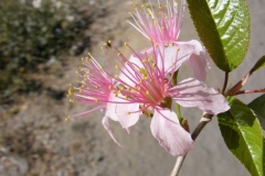 Flower-of-Wild-Himalayan-cherry