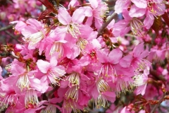 Flowering-bunch-of-Wild-Himalayan-cherry