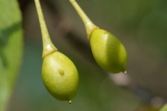 Immature-fruit-of-Wild-Himalayan-cherry