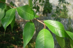 Leaves-of-Wild-Himalayan-cherry