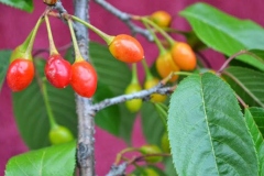 Mature-fruits-of-Wild-Himalayan-cherry