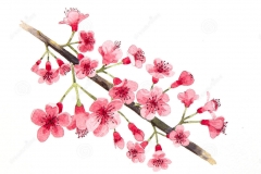 Sketch-of-Wild-Himalayan-cherry