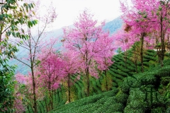Wild-Himalayan-cherry-plants
