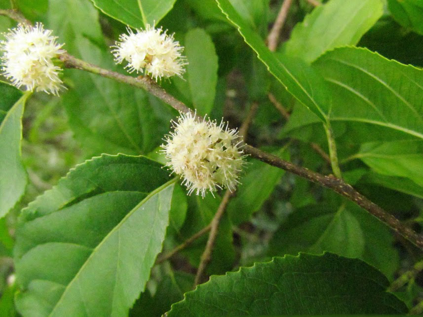 Flowers-of-Wild-Honeytree