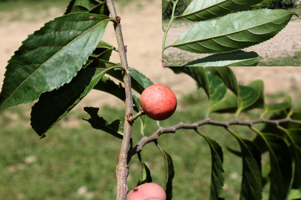 Fruiting-branch-of-Wild-Honeytree