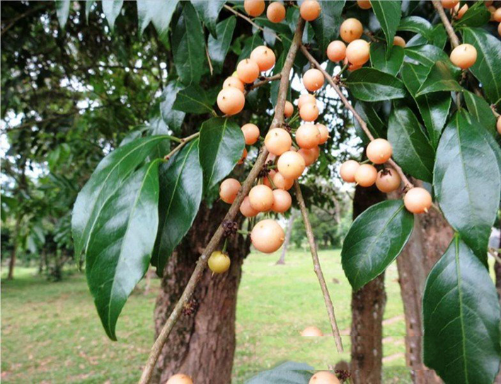 Ripe-Wild-Honeytree-fruit