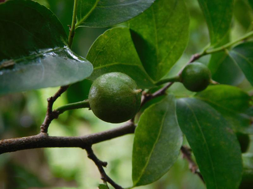 Unripe-Wild-Honeytree-fruit