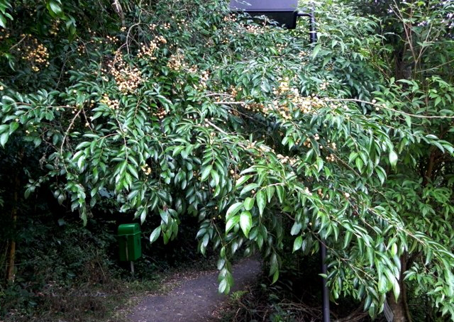 Wild-Honeytree-plant