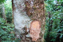 Bark-of-Wild-Honeytree