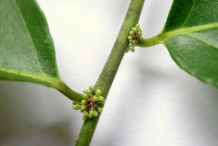 Closer-view-of-flower-buds