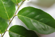 Closer-view-of-leaf