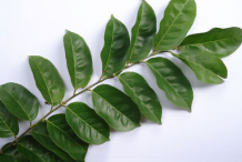 Dorsal-view-of-leaves