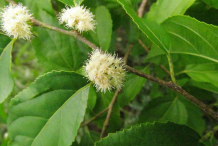 Flowers-of-Wild-Honeytree