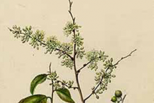 Plant-Illustration-of-Wild-Honeytree