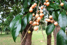 Ripe-Wild-Honeytree-fruit