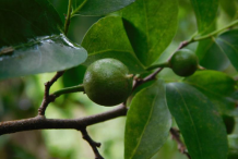 Unripe-Wild-Honeytree-fruit