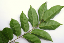 Ventral-view-of-leaves