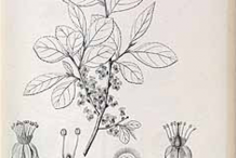 Wild-Honeytree-Sketch