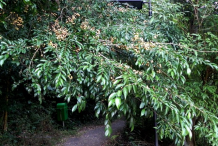Wild-Honeytree-plant