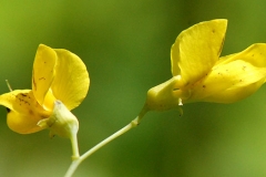 Closer-view-of-Flower-of-Wild-Indigo