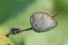 Dried-seed-pod-of-Wild-Indigo