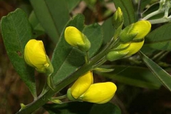 Flowering-buds-of-Wild-Indigo