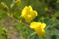 Flowers-of-Wild-Indigo