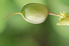 Green-pods-of-Wild-Indigo