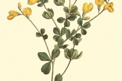 Plant-Illustration-of-Wild-Indigo
