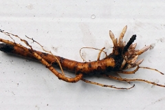 Root-section-of-Young-Wild-Indigo-plant