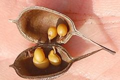 Seeds-of-Wild-Indigo
