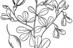 Sketch-of-Wild-Indigo