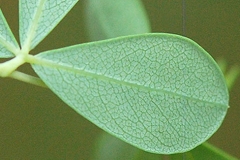 Ventral-view-of-Leaf-of-Wild-Indigo