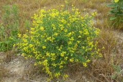 Wild-Indigo-plant-growing-wild