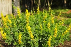 Wild-Indigo-plant