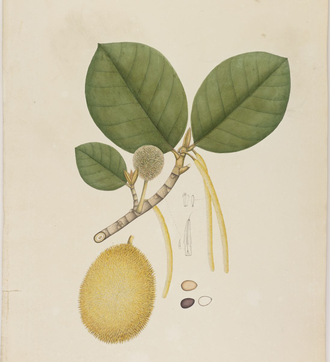 Plant-Illustration-of-Wild-Jack-fruit
