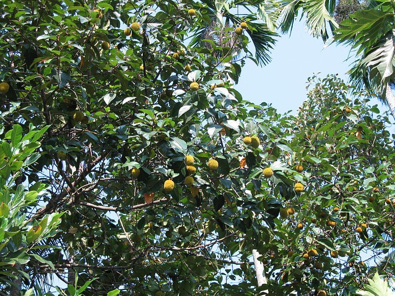 Unripe-Wild-Jack-fruits-in-a-tree