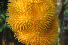 Ripe-fruits-of-Wild-Jack-fruit