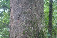 Bark-of-Wild-Jack-fruit