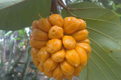 Flesh-of-Wild-Jack-fruit