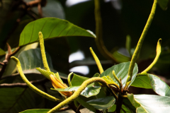 Flower-of-Wild-Jack-fruit