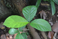 Leaves-of-Wild-Jack-fruit